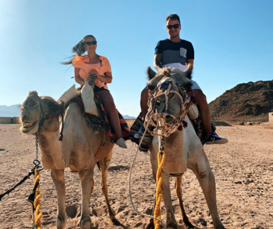 egypt camels