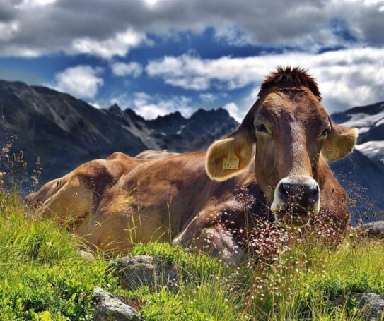 European cow Alps