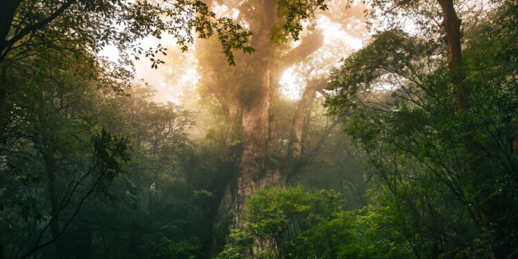 Visiting Yakushima Island